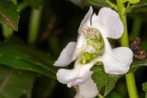 kleine wensbeenbloem foto