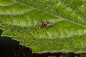 volwassen mannelijke kleine meshweaver spider foto