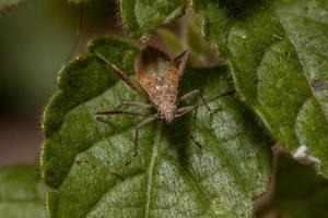 pentatomomorph bug nimf