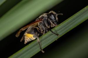 volwassen honingwesp