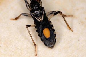 braziliaanse zeerover bug foto