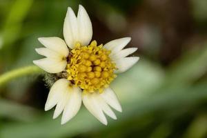 kleine witte bloem