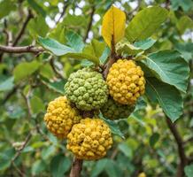 ai gegenereerd bergamot fruit Aan de boom in de tuin, Thailand. foto