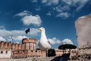 een volwassen gemeenschappelijk meeuw of miauw meeuw staand Aan een dak, colosseum van Rome Aan de achtergrond foto