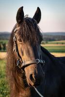 hoofd van een Fries paard met halster. zwart Fries paard. foto