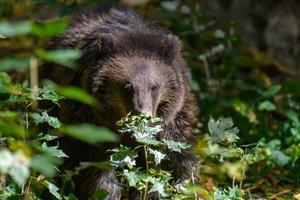 baby welp wilde bruine beer in het herfstbos. dier in natuurlijke habitat foto