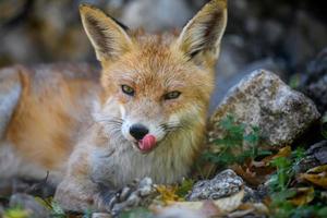 rode vos, vulpes vulpes in bos. sluit kleine wilde roofdieren in een natuurlijke omgeving
