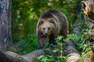 baby welp wilde bruine beer op boom in het herfstbos. dier in natuurlijke habitat foto