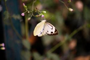 vlinder, natuur, schoonheid, natuurlijke schoonheid, kleurrijk foto
