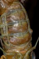volwassen gigantische cicade
