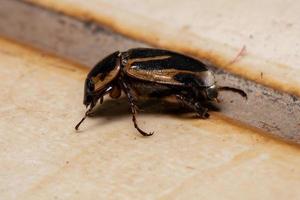 volwassen gemaskerde chafer foto