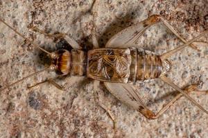 klein veld cricket foto