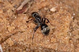 volwassen timmerman mier