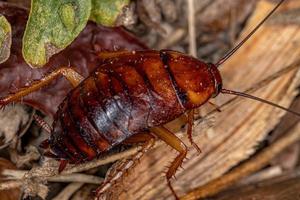 Amerikaanse kakkerlak nimf