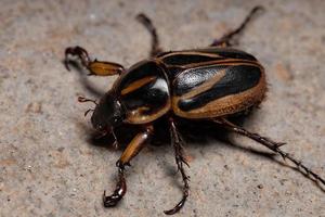 volwassen gemaskerde chafer foto