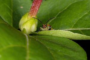 Braziliaanse groene kever foto