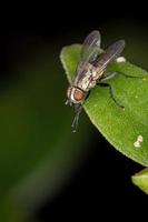 braziliaanse tachinidvlieg