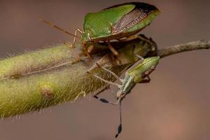 volwassen stinkwants met een bladvoetige insectennimf foto
