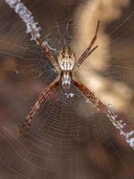 vrouwelijke zilveren tuinorbweaver foto