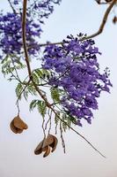 blauwe jacarandaboom foto