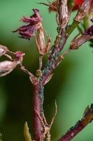 kleine bladluizen insectenop de plant vlammende katy