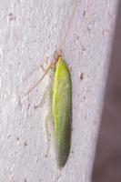 groene gigantische kakkerlak