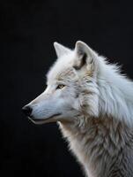 ai gegenereerd arctisch wolf Aan zwart achtergrond foto