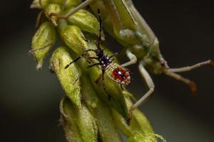 bladvoetige insectennimf foto