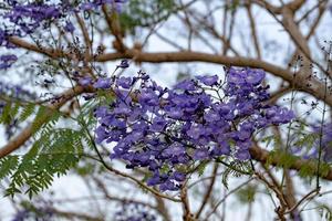 blauwe jacarandaboom foto