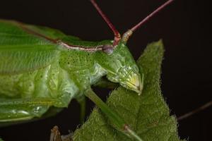 volwassen phaneropterine katydid foto