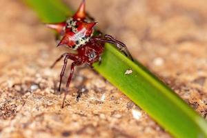 kleine rode orbweaver foto