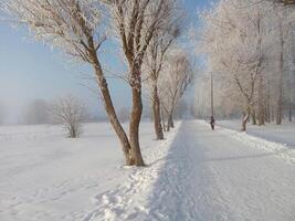 bank met sneeuw na een sneeuwstorm of sneeuw ramp in Europa, winter fotografie in de stad foto