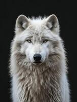 ai gegenereerd arctisch wolf Aan zwart achtergrond foto