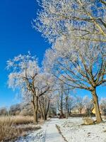 een sneeuw gedekt bevroren meer met ijzig riet in de zonneschijn in de heel noorden van duitsland. foto