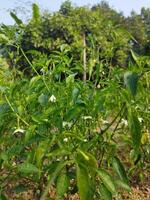 sommige verbazingwekkend Gezondheid voordelen van groen pepers wij meestal gebruik pepers naar verbeteren de smaak van onze voedsel. groen pepers bevatten capsaïcine welke neemt toe de chili's kruidigheid. foto