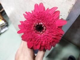 een persoon Holding een rood bloem in hun hand- foto