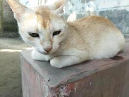 een kat is zittend Aan een cement blok foto