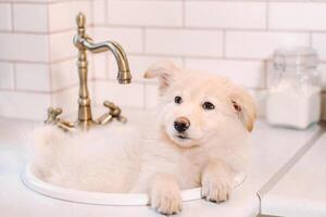 beige puppy leugens in de wastafel in de keuken Bij huis foto