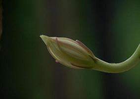 visgraat cactusbloem foto