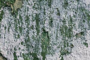 haveloos pellen uit groen verf muur met wit gips vlekken foto