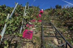 oogstlift, heroïsche wijnbouw in de ribeira sacra, galicië, lugo, orense, spanje foto