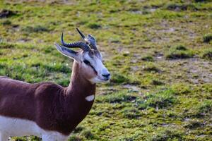 een geit met hoorns staand in gras foto