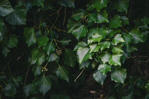 weelderig groen klimop bladeren aan het bedekken een muur in afm natuurlijk licht foto