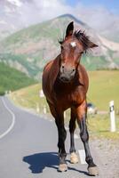 een paard wandelingen langs een bijhouden in een bergachtig Oppervlakte en golven haar hoofd. foto