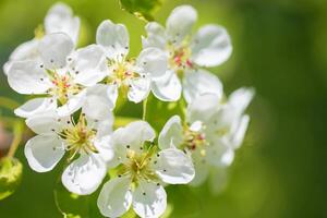 wit bloemen van voorjaar appel boom. de aankomst van voorjaar en een bloeiend boom. foto