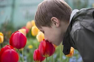 een kind snuift bloemen. de jongen in de buurt de tulpen. de geur van voorjaar bloemen foto