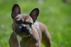 luxueus Frans bulldog van edele bloed Aan een groen gazon. schattig hond op zoek Bij de camera. foto