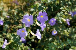 koning mantel, Purper, semi-klimmen struik, trompetvormig bloemen, pale geel bloemblaadjes Bij de baseren, 5 gescheiden bloemblaadjes Bij de einde, blauw-paars en wit, bloeiend gedurende de jaar. foto