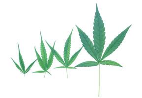 geïsoleerd marihuana bladeren van 4 maten Aan wit achtergrond. hennep is nu gebruikt net zo een recreatief of geneeskrachtig medicijn. zacht en selectief focus. foto
