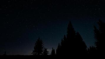 sterren in nacht lucht over- boom silhouetten. de sterrenbeeld ursa majoor is duidelijk zichtbaar. foto